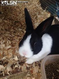One of the bunnies...